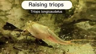 How to raise triops: Day 0 and beyond [additional tips in description]