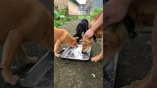 Amazing Dogs Eating   #puppy #dog #dogeatingasmr #dogeating #cute #cutedog #bulking #foryou