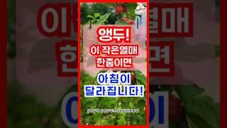 앵두 한 줌이면 아침이 달라집니다 #앵두효능 #앵두청  #피로회복음식 #비타민C풍부 #앵두주스 #앵두나무
