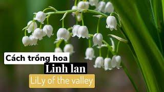 Cách trồng hoa linh lan ( lily of the valley) bằng mầm - phần 1#lilyofthevalley