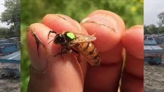 introduction to beekeeping for beginners
