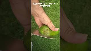 Es Aguacate, Palta o AVOCADO ¿como lo conoces en tu país?