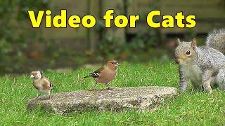 Cat TV ~ Birds Coming and Going Videos for Cats to Watch ⭐ 8 HOURS ⭐