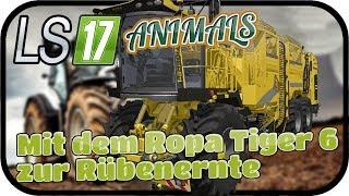 Mit dem Ropa Tiger 6 zur Rübenernte #053 ANIMALS - LS17 NORDFRIESISCHER MARSCH 4 FACH Deutsch