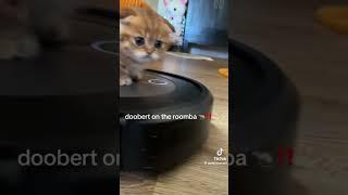 Doobert on the roomba! #adorable #cats #catshorts #pets