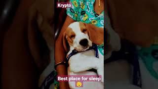 sleeping is my hobby #reels #youtubeshorts #funny #reels #ytshorts #puppy #sleep #shorts