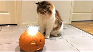 Maine Coon Cat: Funny Moments 