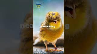 Canary: The Singing Lifesavers