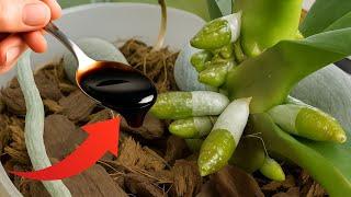Just pour 1 spoon! Suddenly 100 roots will appear and bloom non-stop