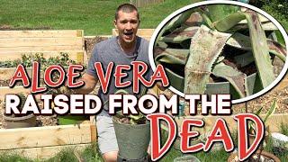 How we SAVED our DYING ALOE VERA!