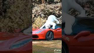 I hope insurance will cover this - Ferrari 488 GTB #Shorts