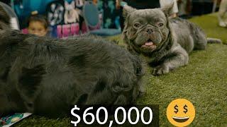 Rare And Expensive French Bulldog Breed