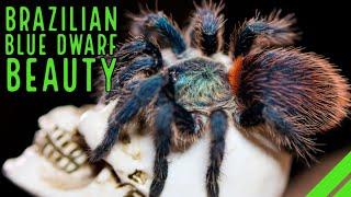 The ULTIMATE Guide: Caring for Dolichothele diamantinensis - Brazilian Blue Dwarf Beauty Tarantula