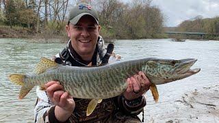 MUSKIE and BIG TROUT (SUSQUEHANNA RIVER) (Multiple Species Day)