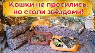 Кошки не просились, но стали Звëздами!