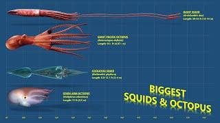 The 10 Biggest Cephalopods Ever Recorded (Squids & Octopuses)