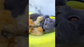 so cute! A kitten actually adopted a bunch of chicks and they sleep together 