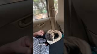 Cutest pug puppy videos | family trip |#doglover #dog #cute #travel #trending #shorts #short