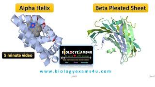 Difference between Alpha Helix and Beta Sheets