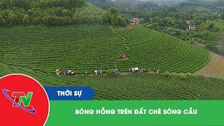 Bông hồng trên đất chè Sông Cầu