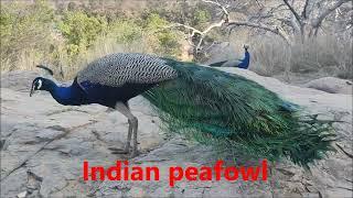 Birds of ranthambhore Birds -Rufous treepie, Indian peafowl, Jungle babbler