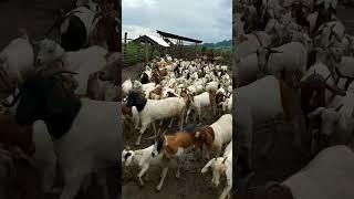 Goat farmer in uganda the pearl of africa