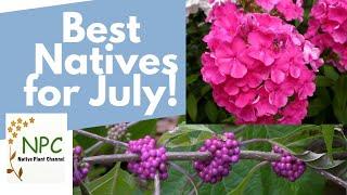 Best northeast natives for blooms in July!