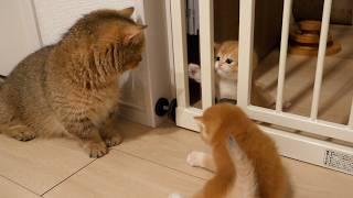 Cute attack between kittens Poco and Pino over the fence.