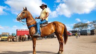 FEIRA DE CAVALOS DE CACHOEIRINHA PE, QUINTA FEIRA, 14/11/24 #nordeste