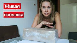 ЖИВАЯ ПОСЫЛКА || 10 НОВЫХ ПИТОМЦЕВ