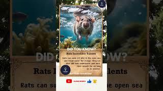 Rats Incredible Talents #shorts #facts #didyouknow #rats #animals #time