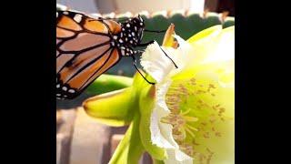 BORBOLETA MONARCA - DETALHES DE UMA VIDA