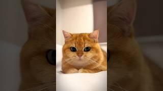 Dekho dono ne kya kiya.......#love#shorts#comedy#funnyvideo#billi#bandar#catvideo#money#monkeyvideo