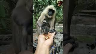 Hanuman