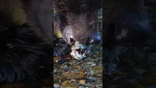 Brown Bear Eating a Salmon in River  Wincent   RJbuX #wildlife #nature #bear