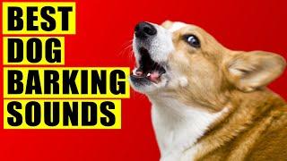 Dogs Barking Sounds Compilation (See How Your Dog REACTS). 15 Breeds Loud Dog Barking Sound Effect.