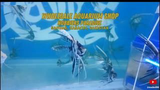 A tour of the wholesale aquarium fish market in Saddar, Karachi #fishaquarium #animallover