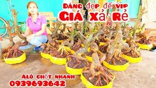 Phôi mai bonsai dáng đẹp đế vip giá xả rẻ 30/6 #chịNhí0939693642 |MaivàngThanhTâm