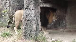 Barbary lion - zoo- Morocco