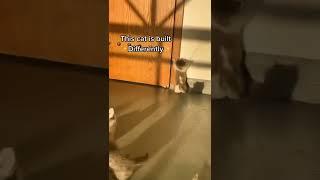 YouTube short funny video...this cat is built different 