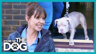 Clingy Bulldog Puppy Demands Constant Attention! | It's Me or The Dog