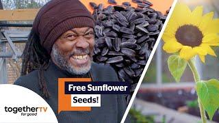 How To Grow A Sunflower for FREE! | Together TV Sunflower Challenge with Danny Clarke