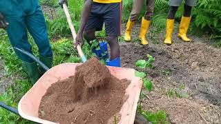 Comment planter un Arbre : Safoutier / Par Alain Zazou à la Ferme Ecopark Green Producers