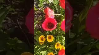 Я новой боли не хочу. Читает автор Наталия Самигулина.