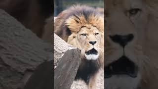 Lion King of the Jungle | World of animals | Wildlife #animals #wildlife #love #shorts