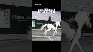런던 도심에 출몰한 질주 군마🩸