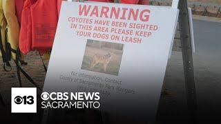 Coyote attacks on dogs reported along American River Parkway