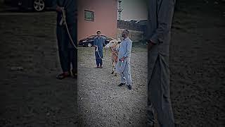 Last walk of 2025 Qurbani #pakistan #love #qurbani #rawalpindi #inshaallah #eidmubarak