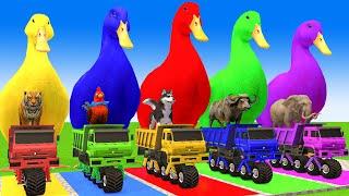 5 Giant Duck Cartoon,Cow,Elephant,Giraffe,Tiger,Lion, Paint Wild Animals Crossing Fountain Animation