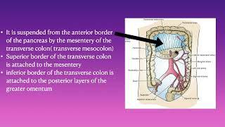 Anatomy of Ascending, descending, transverse, and sigmoid colon from Snell's